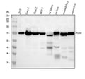 Anti-PDZK1 Antibody Picoband®