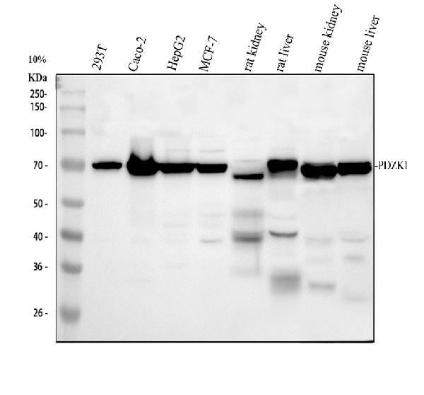 Anti-PDZK1 Antibody Picoband®