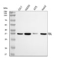Anti-Fibrillarin/FBL Antibody Picoband®