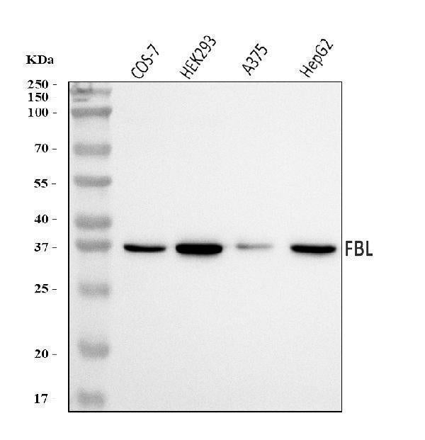 Anti-Fibrillarin/FBL Antibody Picoband®