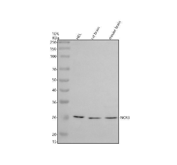 Anti-NCR3 Antibody Picoband®