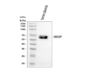 Anti-IBSP Antibody Picoband®