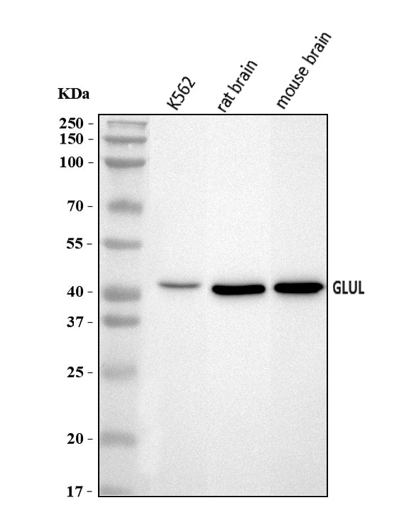 Anti-GLUL Antibody Picoband®
