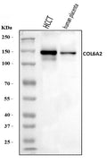 Anti-Collagen VI/COL6A2 Antibody Picoband®