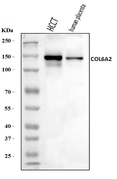 Anti-Collagen VI/COL6A2 Antibody Picoband®