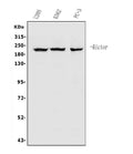 Anti-RICTOR Antibody Picoband®