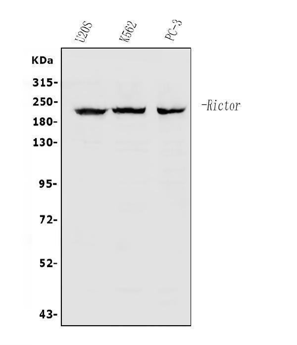 Anti-RICTOR Antibody Picoband®