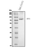Anti-CD39/ENTPD1 Antibody Picoband®