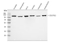 Anti-CD39/Entpd1 Antibody Picoband®