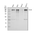 Anti-RAI1 Antibody Picoband®