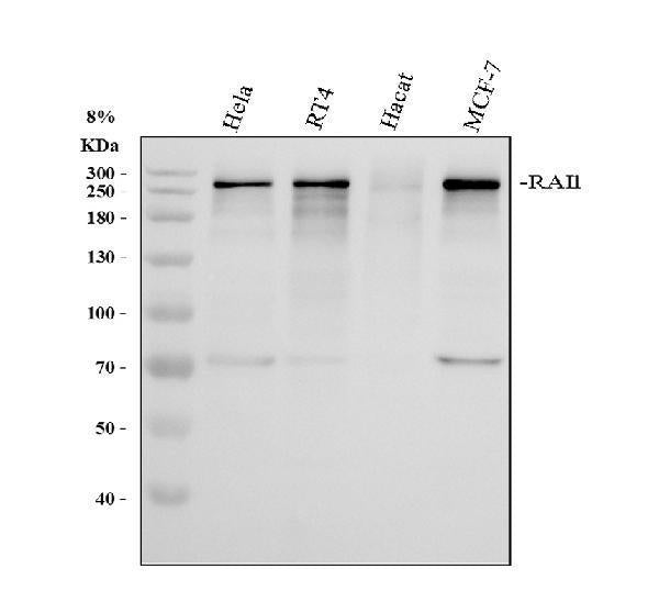 Anti-RAI1 Antibody Picoband®