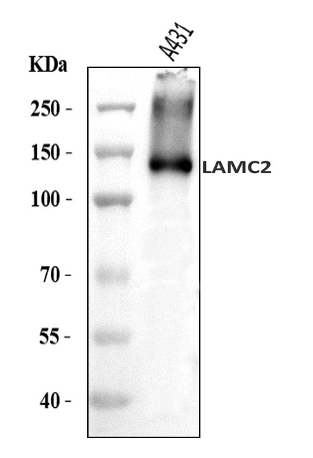 Anti-LAMC2 Antibody Picoband®