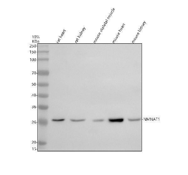 Anti-NMNAT1 Antibody Picoband®