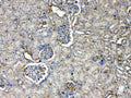 Anti-Thrombopoietin/Thpo Antibody Picoband®