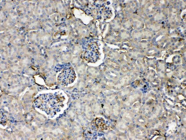 Anti-Thrombopoietin/Thpo Antibody Picoband®