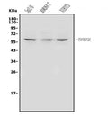 Anti-DR3/Tnfrsf25 Antibody Picoband®