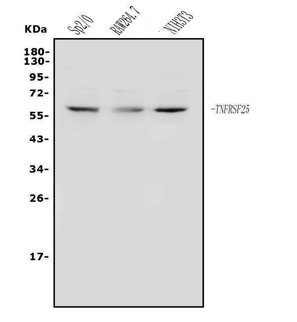 Anti-DR3/Tnfrsf25 Antibody Picoband®