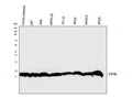 Anti-Cyclophilin B/PPIB Antibody Picoband®
