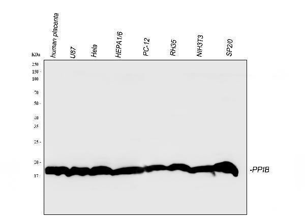 Anti-Cyclophilin B/PPIB Antibody Picoband®
