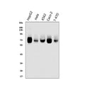 Anti-TRIM25/EFP Antibody Picoband®