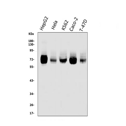Anti-TRIM25/EFP Antibody Picoband®
