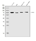 Anti-TRIM25/EFP Antibody Picoband®
