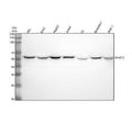 Anti-SHMT2 Antibody Picoband®