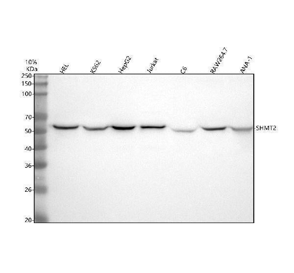 Anti-SHMT2 Antibody Picoband®