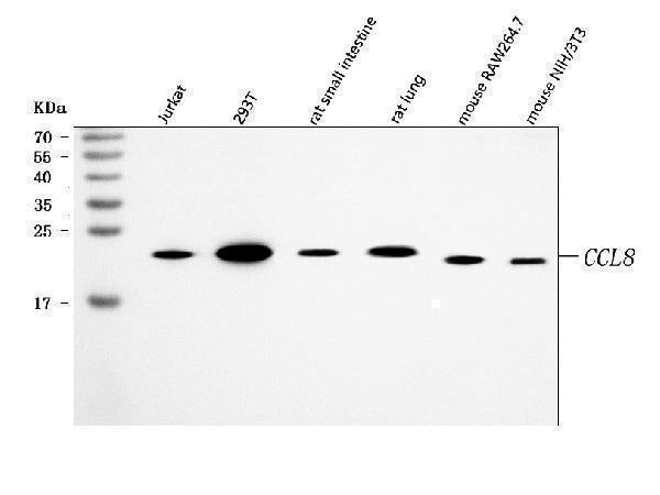 Anti-MCP2/CCL8 Antibody Picoband®
