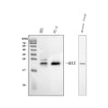 Anti-MAX Antibody Picoband®