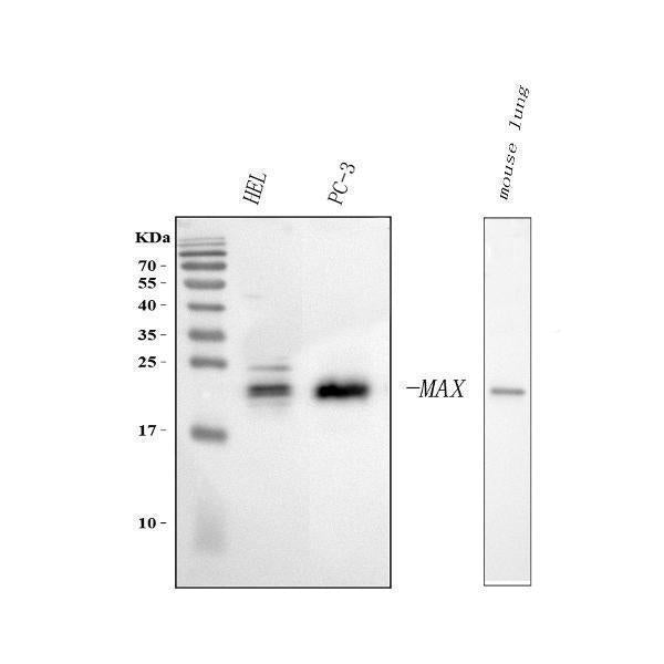Anti-MAX Antibody Picoband®