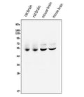 Anti-CaMKII alpha/CAMK2A Antibody Picoband®