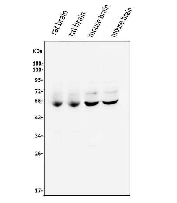 Anti-CaMKII alpha/CAMK2A Antibody Picoband®