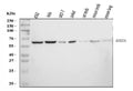 Anti-hHR23A/RAD23A Antibody Picoband®