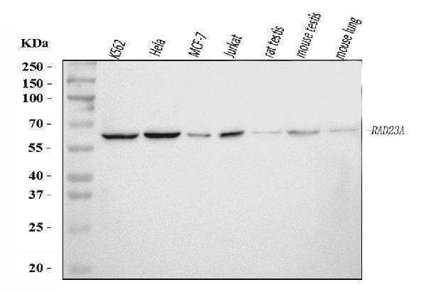 Anti-hHR23A/RAD23A Antibody Picoband®