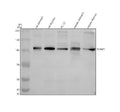 Anti-SPINK5 Antibody Picoband®