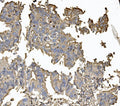 Anti-Claudin 5/CLDN5 Antibody