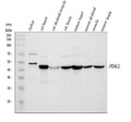 Anti-PDK2 Antibody Picoband®