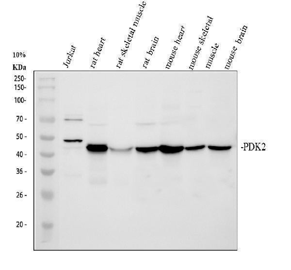 Anti-PDK2 Antibody Picoband®