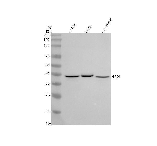 Anti-GPD1 Antibody Picoband®