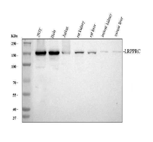 Anti-LRPPRC/GP130 Antibody Picoband®