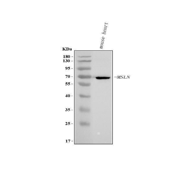 Anti-Mesothelin/Msln Antibody Picoband®