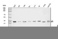 Anti-Acid phosphatase/ACP5 Antibody Picoband®
