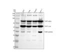Anti-LAP2/TMPO Antibody Picoband®