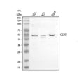 Anti-CD48 Antibody Picoband®