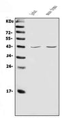 Anti-CD48 Antibody Picoband®