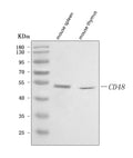 Anti-Cd48 Antibody Picoband®