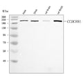 Anti-CCDC88A Antibody Picoband®