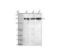 Anti-PHF8 Antibody Picoband®