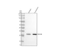 Anti-DNAJB6 Antibody Picoband®